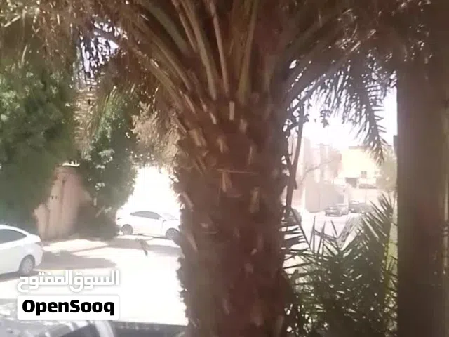 نخله من النوع سلج الطول من 5 م الى 6 م للبيع