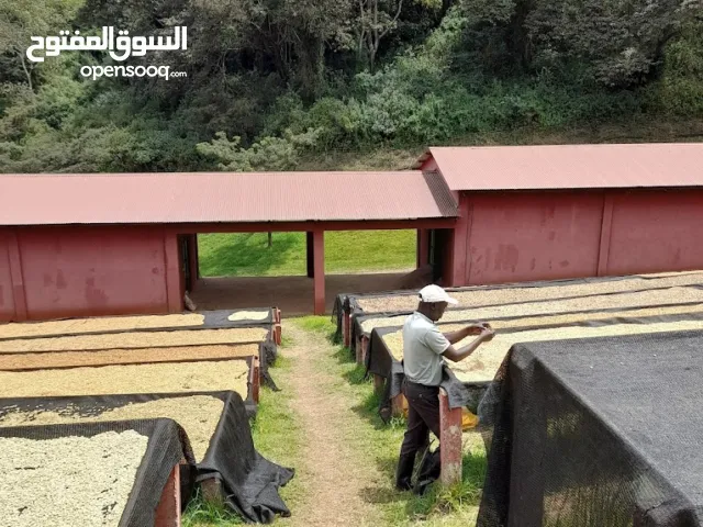 Kenya AA/AB Robusta & Arabica Coffee Beans