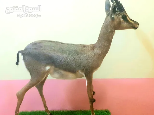 محنطات إحترافية للبيع و الايجار