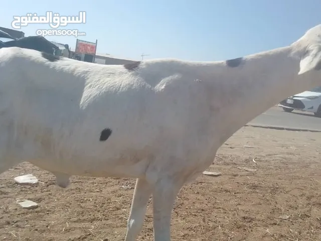 ذاك كبش زين واكبير