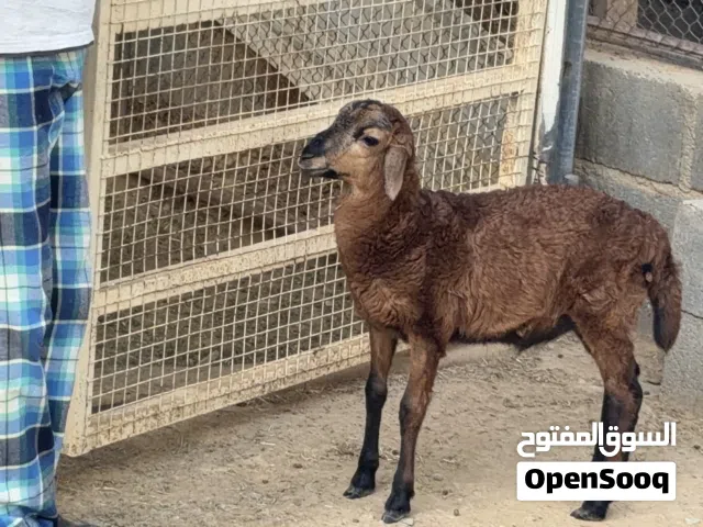 اغنام للبيع لي تواصل واتساب فقط مع العامل