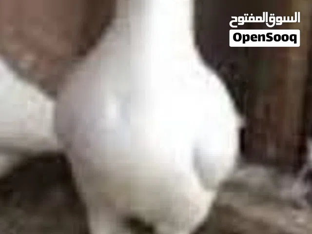 مطلوب حمام بلدي 4 جواز شغالات  تحتهم بيض أو زغاليل