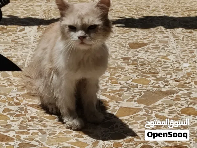 اي واحد عند قط صغيرا او كبيرا للتبني او بسعر مناسب يراسلني وبرشط تكون نضيفة وخاليه من اي مرض