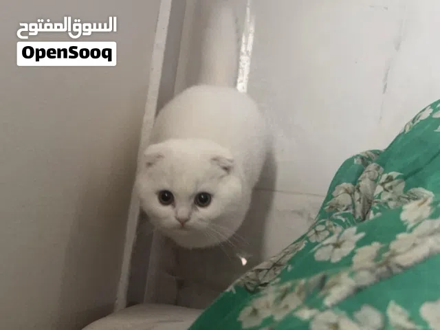 قطه سكوتش فولد