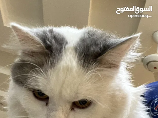 قطه شيرازيه للبيع