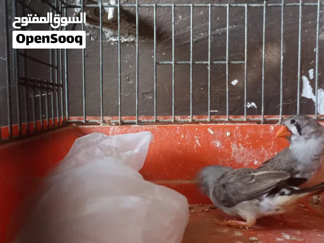 زيبرا أقر الوصف سعرهم ساوم