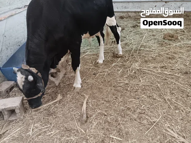 عجل سمين للبيع