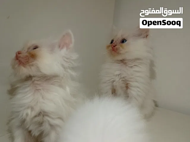 قطط صغيره بيضاء للبيع