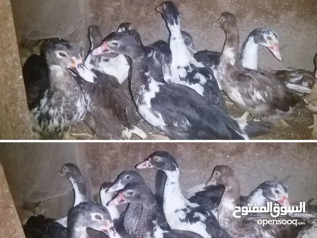 بط خليط مسكوفي على بلدي متوسطات عمر 3 شهور