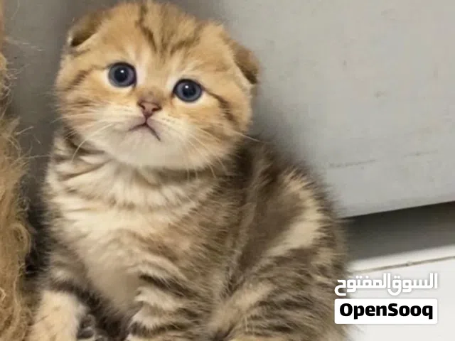 Scottish fold shorthair
