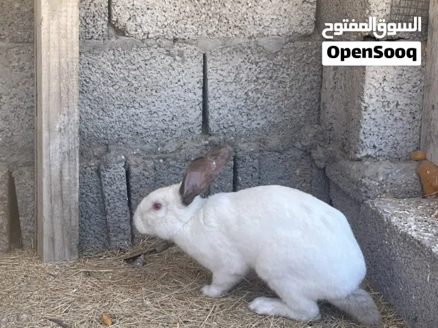 ارنب مالطي كبير