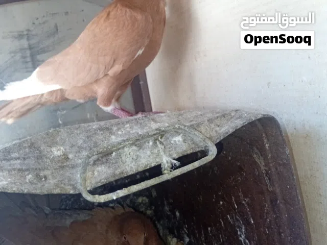جواز نخب شغالات