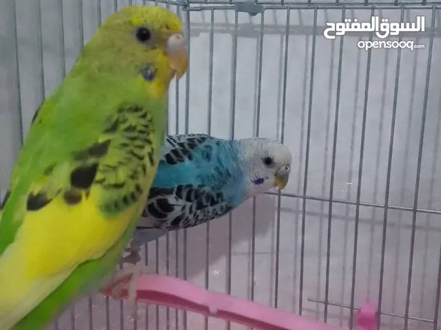 جوز حب ذكر و انثى سوبر جامبو اليفات للبيع مع قفصهم