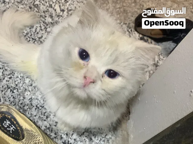 قطط ذكر مع ملحقاته حمامه و بيته