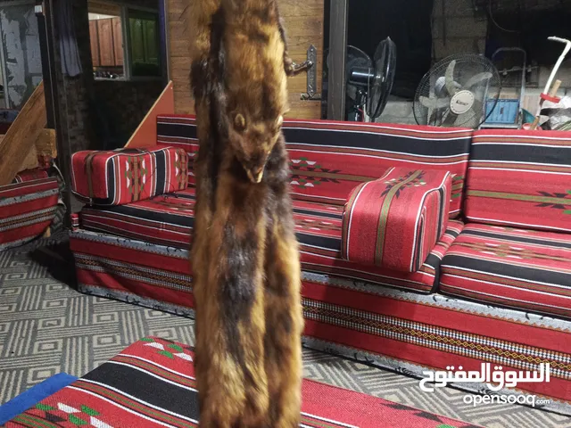 حيوان محنط لزينه