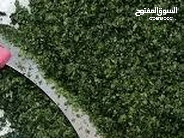 ملوخيه خير السنه ناشف او اخضر مفرومه فرم ناعم عالايد او مفروكه شغل بيتهد و عاملين عروض على الكميه