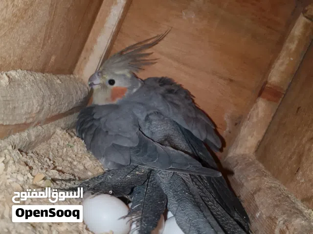 سلام علكيم كوكتيل للبيع هنه والقفص والبيت