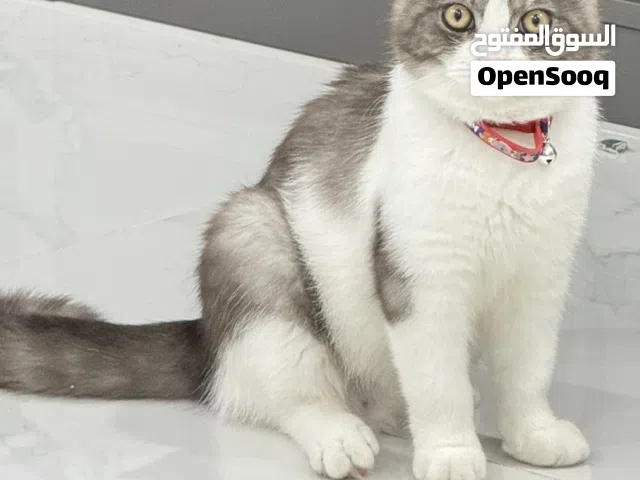 قط ذكر سكوتش شيرازي 9 شهور