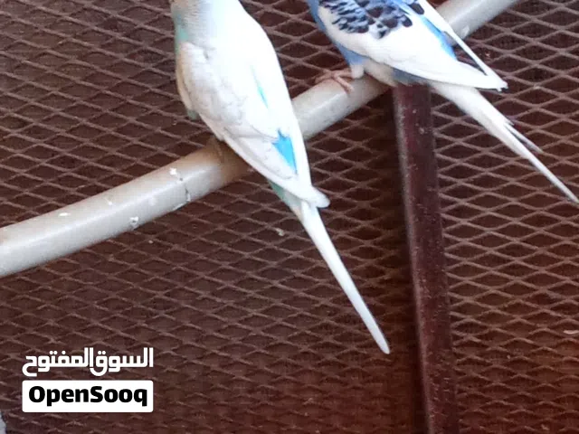 عصافير بقلينو