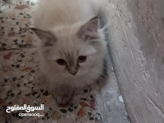 قط للبيع نثيه بوكس الرمل لتر