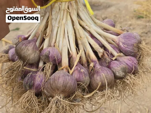 للبيع ثوم الجبل الأخضر