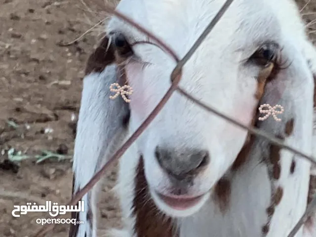 جدي لون ابيض