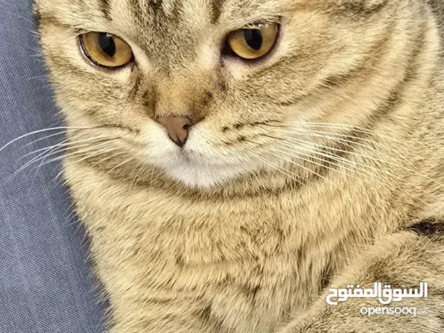 سكوتش فولد  NY24 ملقح وبصحة جيدة طالب تزاوج