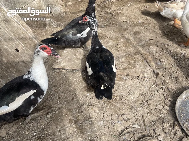 بط للبيع بسعر مغري لفترة محدودة