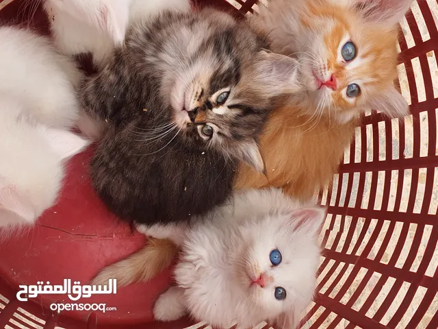 قطط مكس هيمالايا شيرازي بعمر 6 اسابيع انضيفه كثير متعوده على اللتر بوكس لعوبه وأليفه ........