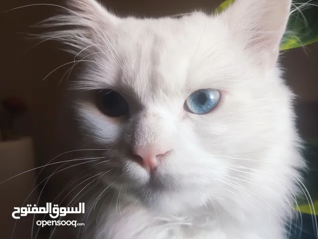 قط البينو "Shirazi" من السلاله الاصليه ملقح مع دفتر لقاحات الوصف مُهم !