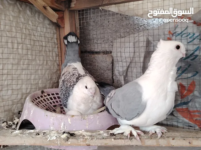 ستلايت للبيع بزارات
