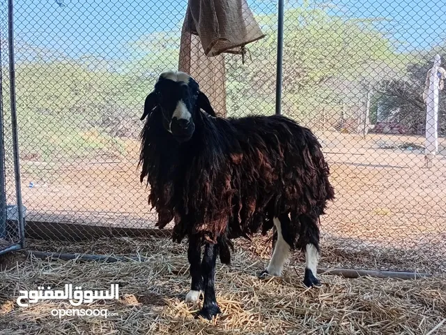 كبش تهجين نجدي للبيع