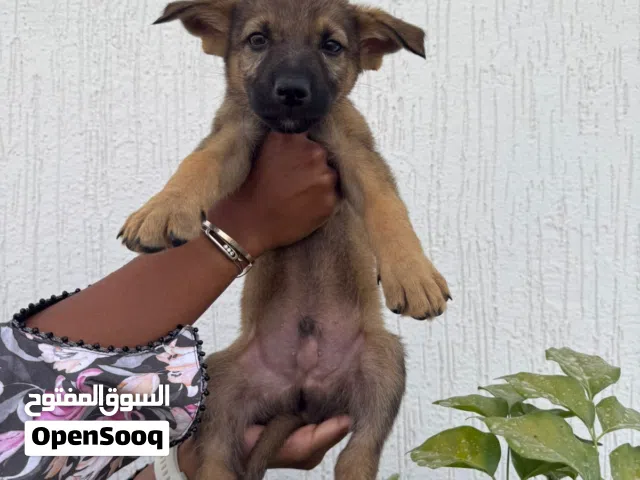 Puppies adoption Dubai