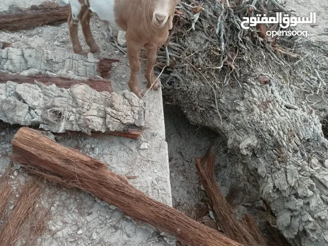 السلام عليكم صخل بلجيكي قزم شرط الصحه العمر شهرين فحل