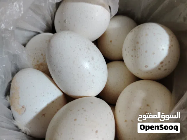 بيض ديك الرومي مخصب بعون الله تعالى