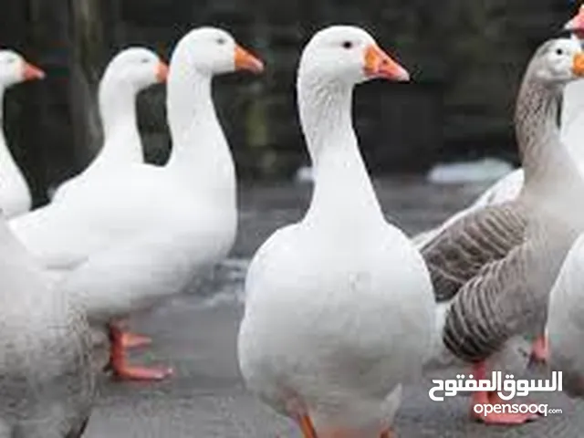8 وزات للبيع