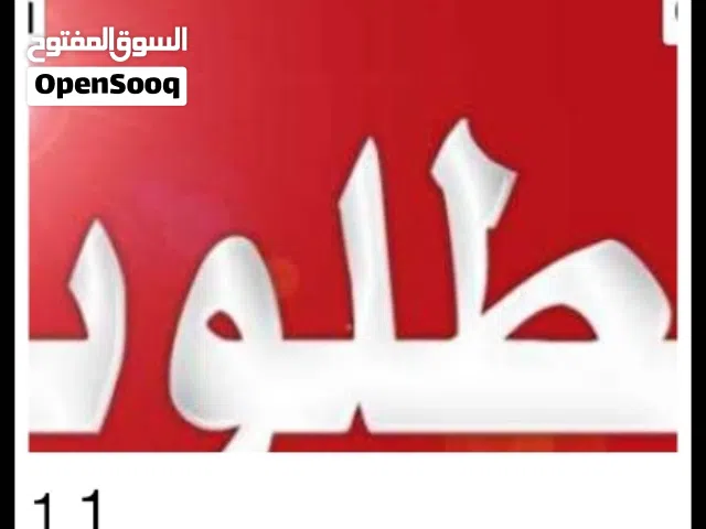 مطلوب جدي صغير العمر من 5 الى 7 ايام