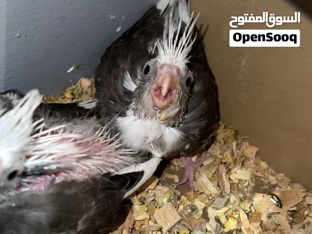 فرخين كوكتيل فرنساوي متعودات شرنقه