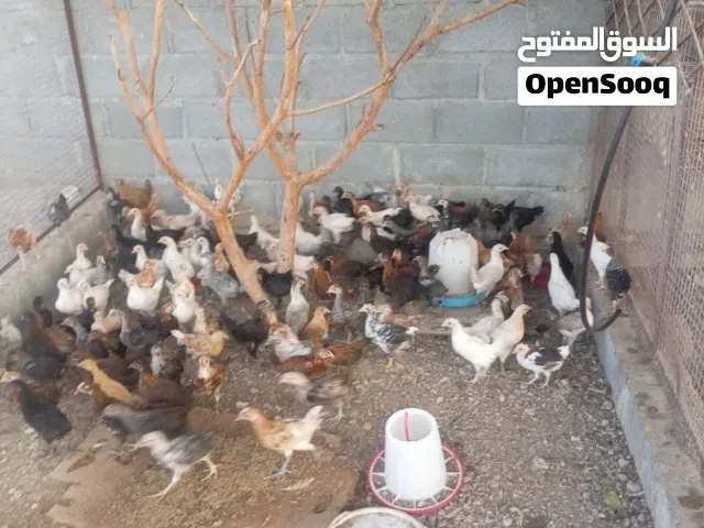 بيع دجاج عماني الحق ما تلحق العمر شهرين اقرا الوصف مهم