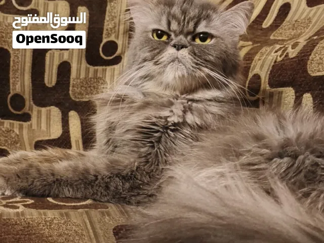 قطط مع أطفالها