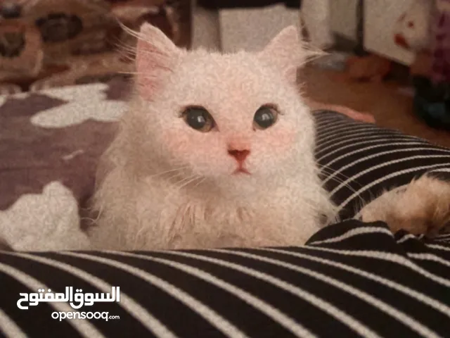 قِطة شيرازي بيور عمر 7شهور بس حجمها مرة صغير