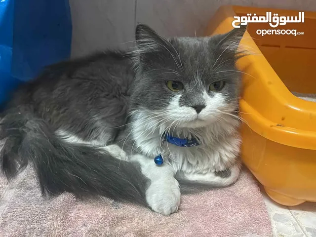 قط بيتي رائع