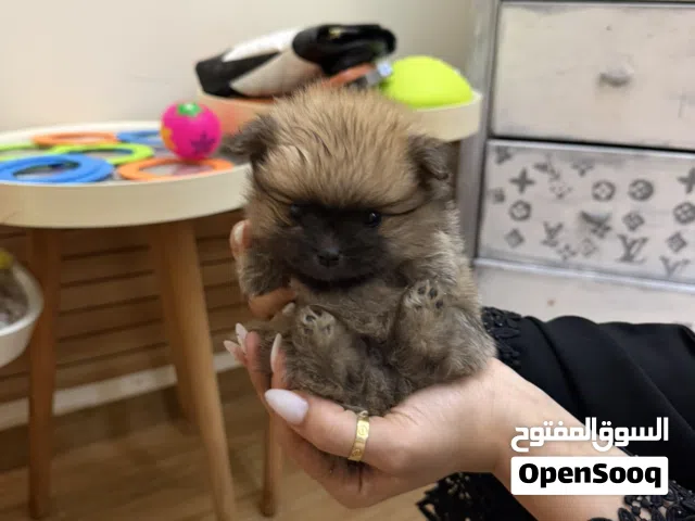 Pure Pomeranian