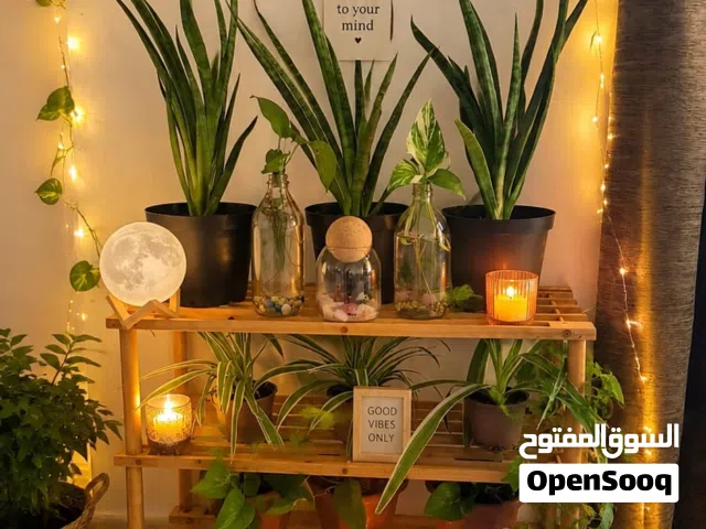 Indoor plant and setup