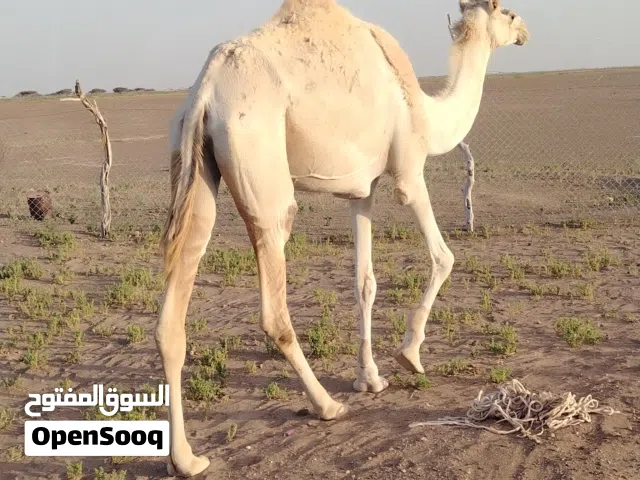 ناقه للبيع حايل سمين