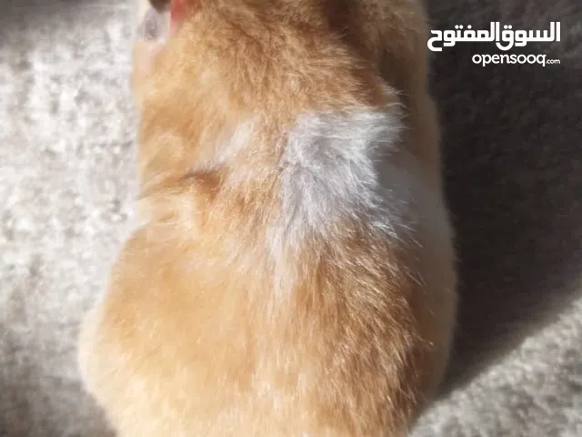 هامستر هامستر