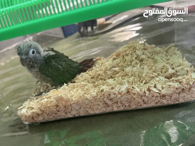 بغبغاء كنيور للبيع