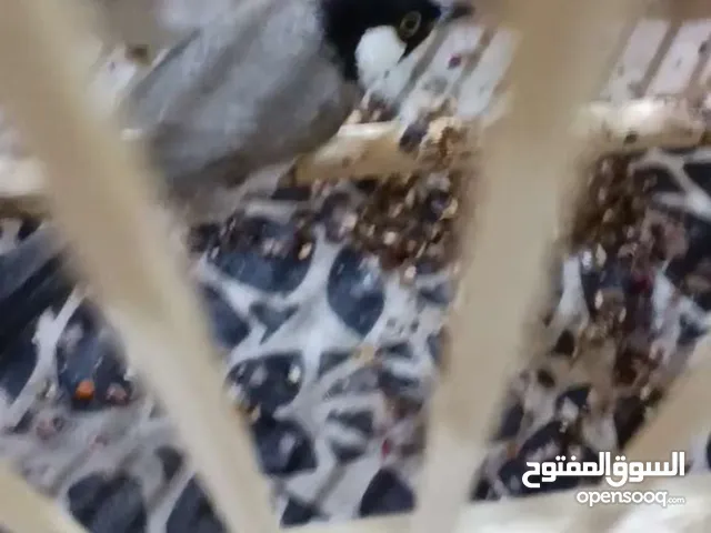 سلام عليكم بلبول مال الفاو الله شهد