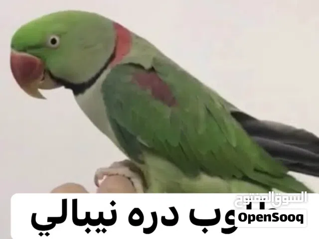 مطلوب درر اليفه هندي لو نيبالي