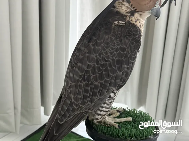 طير جير بريرا قناص ثنو